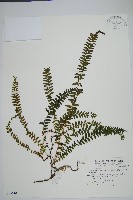 攀緣鱗始蕨藏品圖，第1張