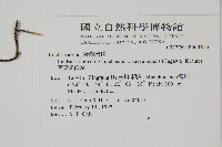 攀緣鱗始蕨藏品圖，第2張