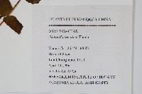 紫萁藏品圖，第2張