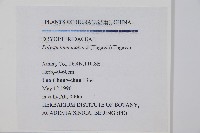 黑鱗耳蕨藏品圖，第2張