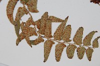 貫眾蕨藏品圖，第3張