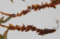 貫眾蕨藏品圖，第4張