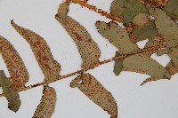 貫眾蕨藏品圖，第5張