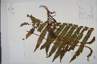 東方莢果蕨藏品圖，第1張