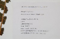 東方莢果蕨藏品圖，第2張