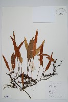 石葦藏品圖，第1張