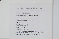 石葦藏品圖，第2張