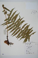 狹鱗鱗毛蕨藏品圖，第1張