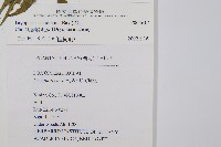 狹鱗鱗毛蕨藏品圖，第2張