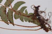 華東安蕨藏品圖，第3張