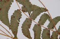 華東安蕨藏品圖，第4張