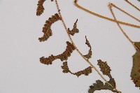 華東安蕨藏品圖，第5張