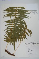 友水龍骨藏品圖，第1張