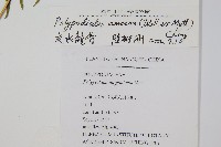 友水龍骨藏品圖，第2張