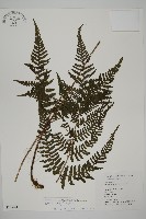 肋毛蕨藏品圖，第1張