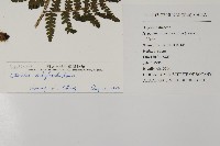 肋毛蕨藏品圖，第2張