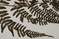 肋毛蕨藏品圖，第4張