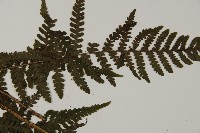 肋毛蕨藏品圖，第5張