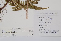 假異鱗毛蕨藏品圖，第2張