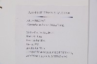 耳羽短腸蕨藏品圖，第2張