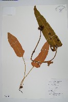 盧山石葦藏品圖，第1張