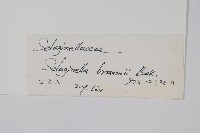 布朗卷柏藏品圖，第2張