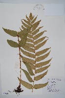 貫眾蕨藏品圖，第1張