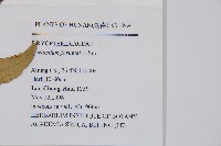 貫眾蕨藏品圖，第2張