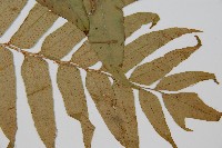 貫眾蕨藏品圖，第3張