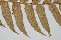 貫眾蕨藏品圖，第4張