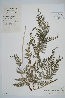 臺灣兩面複葉耳蕨藏品圖，第1張