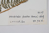 臺灣兩面複葉耳蕨藏品圖，第2張