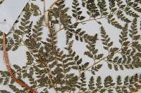 臺灣兩面複葉耳蕨藏品圖，第3張