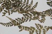 臺灣兩面複葉耳蕨藏品圖，第4張