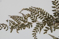 臺灣兩面複葉耳蕨藏品圖，第5張