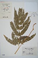 細葉複葉耳蕨藏品圖，第1張