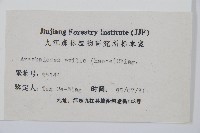 細葉複葉耳蕨藏品圖，第2張