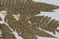 細葉複葉耳蕨藏品圖，第3張