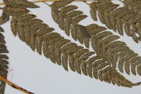 細葉複葉耳蕨藏品圖，第4張