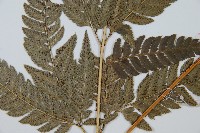 細葉複葉耳蕨藏品圖，第5張