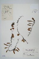 抱石蓮藏品圖，第1張