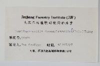 抱石蓮藏品圖，第2張