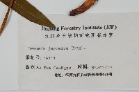 紫萁藏品圖，第2張