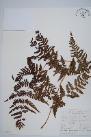 蕨藏品圖，第1張