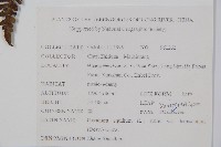 蕨藏品圖，第2張