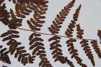 蕨藏品圖，第3張