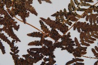 蕨藏品圖，第4張