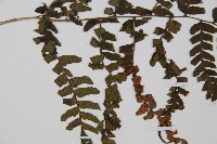 華中蹄蓋蕨藏品圖，第2張