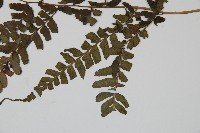 華中蹄蓋蕨藏品圖，第3張