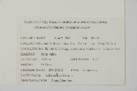 掌葉鐵線蕨藏品圖，第2張